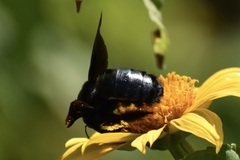 Neoxylocopa