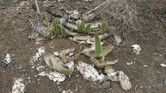 Opuntia galapageia