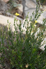 Menodora