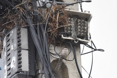 Campylorhynchus fasciatus