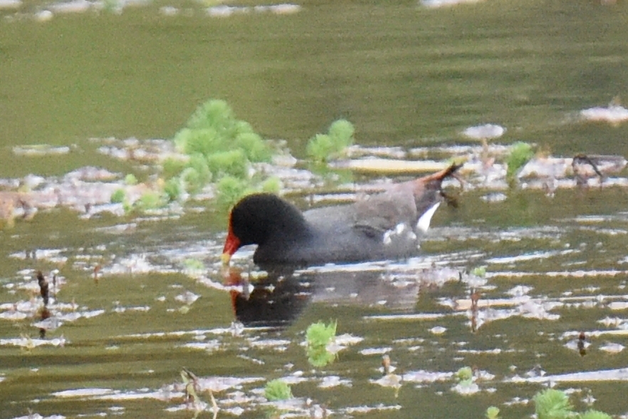 Gallinula chloropus image
