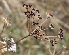 Smyrnium perfoliatum