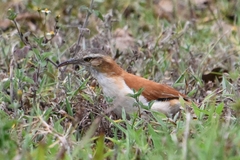 Furnarius leucopus