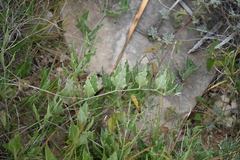 Acleisanthes longiflora