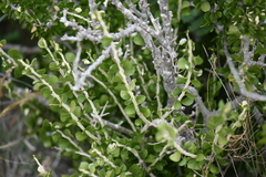 Schaefferia cuneifolia