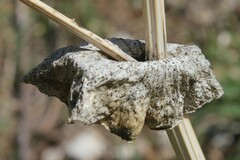 Smyrnium perfoliatum