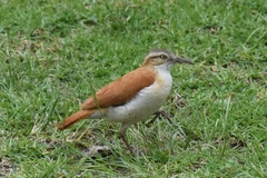 Furnarius leucopus