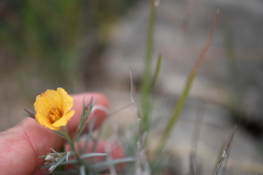 Linum berlandieri