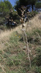 Smyrnium perfoliatum
