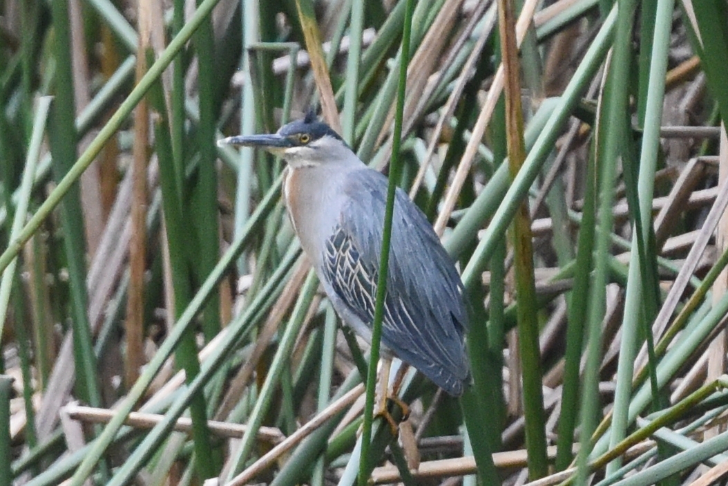 Butorides striata image