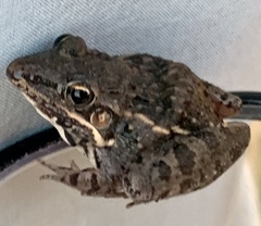 Ptychadena mossambica