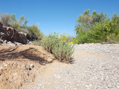 Heterotheca zionensis