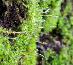 Tortula muralis
