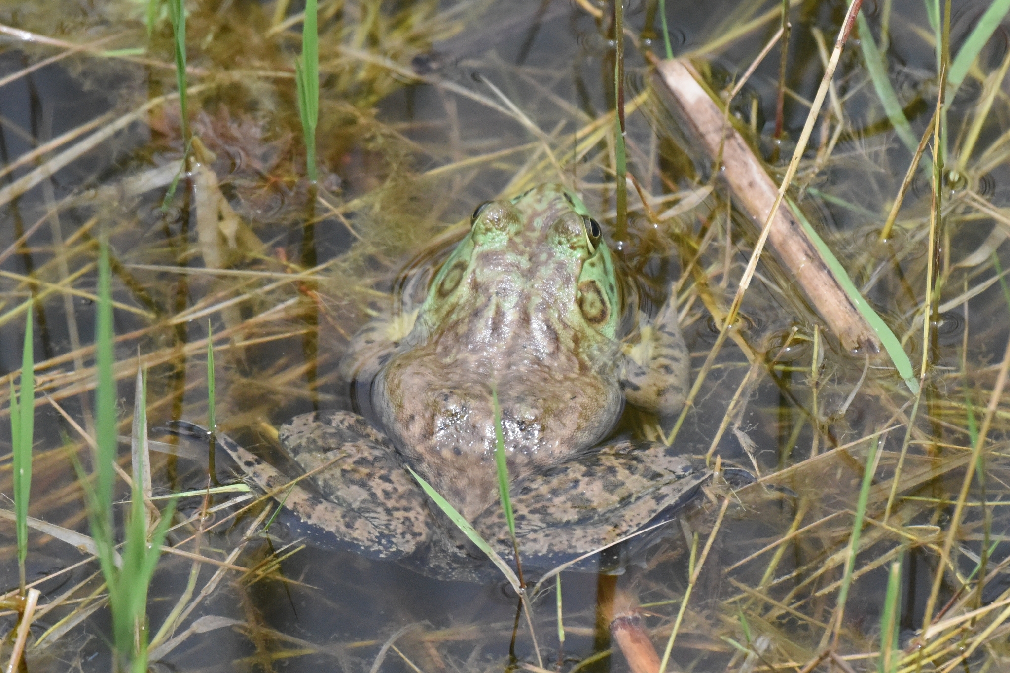 Lithobates catesbeianus image