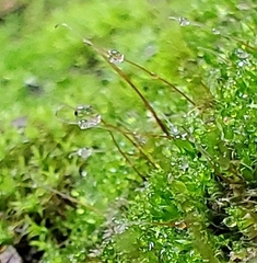 Tortula muralis