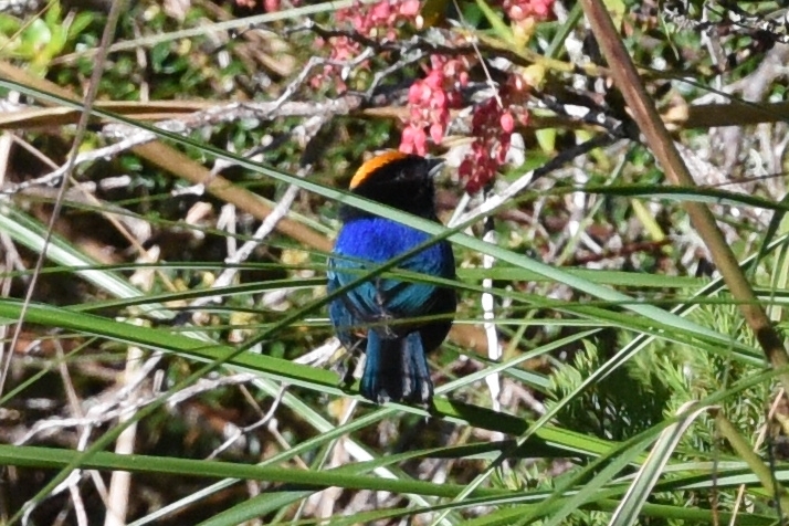 Iridosornis rufivertex image