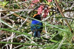 Iridosornis rufivertex