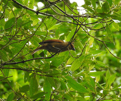 Orchesticus abeillei