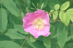 Rosa pendulina