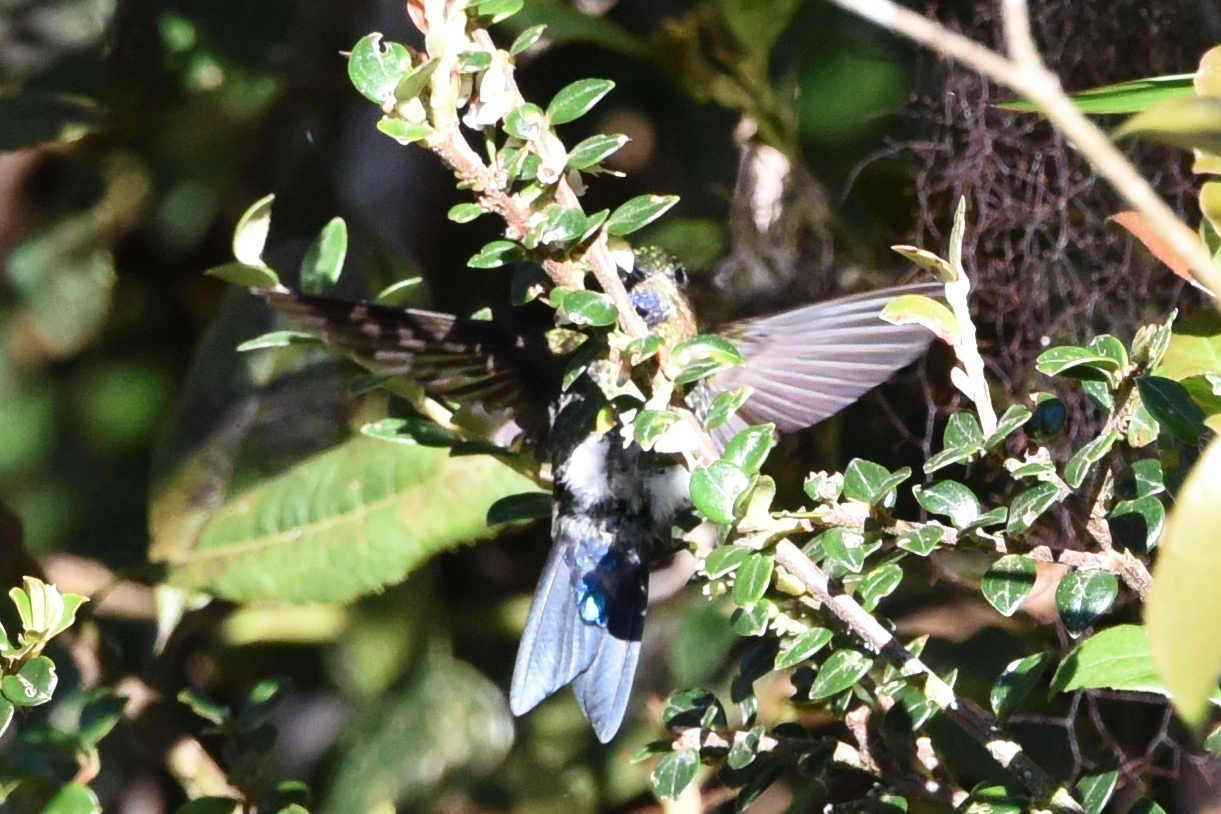 Eriocnemis vestita image