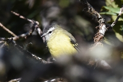 Phyllomyias nigrocapillus