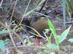 Pardirallus nigricans