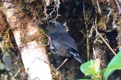 Scytalopus