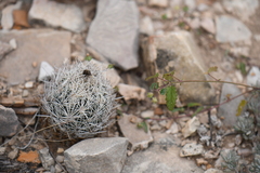 Coryphantha echinus
