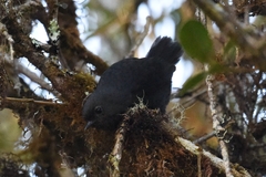 Scytalopus