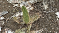 Opuntia galapageia