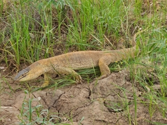 Varanus panoptes panoptes