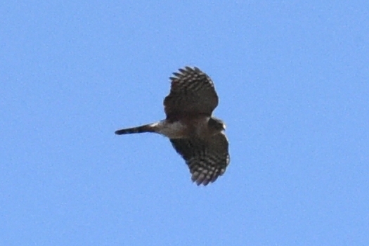 Accipiter image