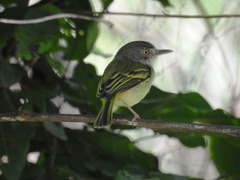 Hemitriccus margaritaceiventer