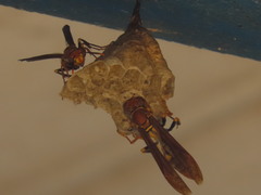 Polistes versicolor
