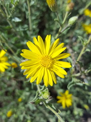 Heterotheca zionensis