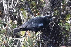 Diglossa lafresnayii