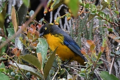 Anisognathus lacrymosus