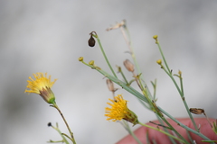 Porophyllum scoparium
