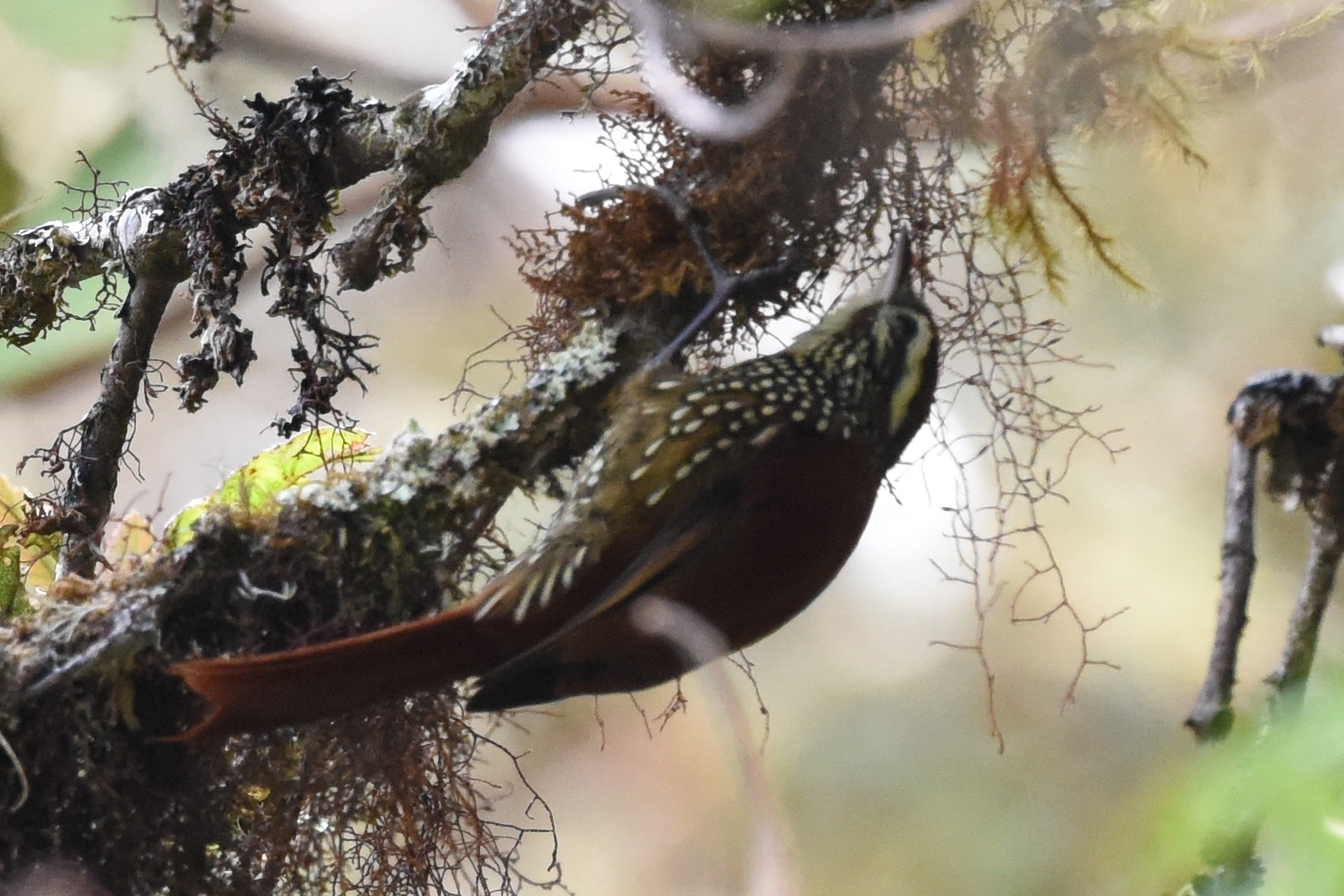 Margarornis squamiger image