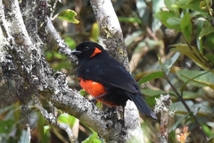 Anisognathus igniventris