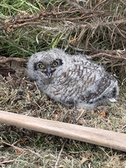 Bubo africanus africanus