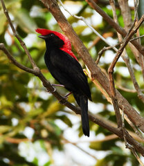 Antilophia galeata