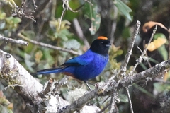 Iridosornis rufivertex