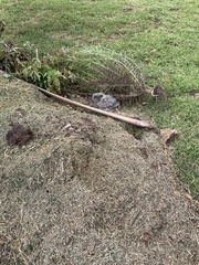 Bubo africanus africanus