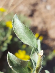Heterotheca zionensis