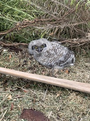 Bubo africanus africanus