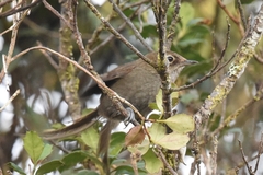 Asthenes griseomurina