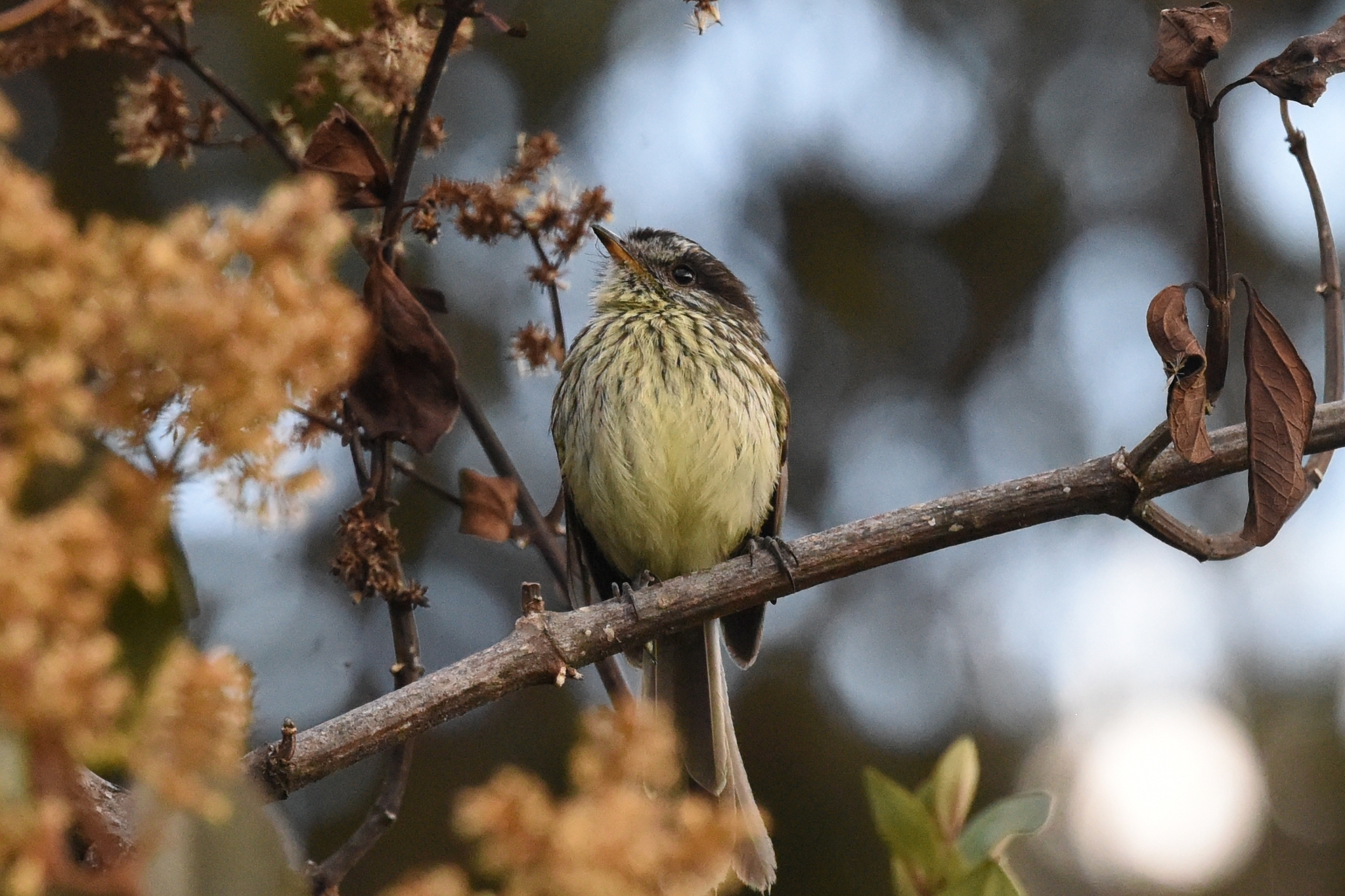 Anairetes agilis image