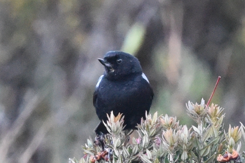 Diglossa lafresnayii image