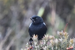 Diglossa lafresnayii